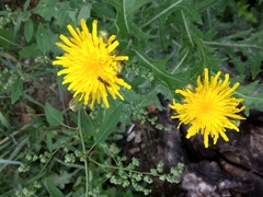 Sonchus arvensis