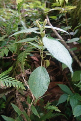 Boehmeria pilosiuscula