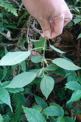 Boehmeria pilosiuscula