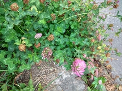 Trifolium pratense