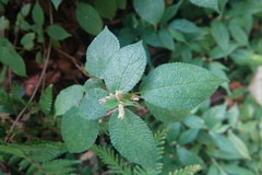 Boehmeria pilosiuscula