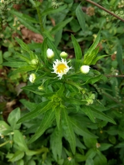 Erigeron annuus