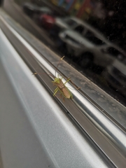 Homoeocerus bipunctatus