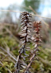 Arwidssonia empetri