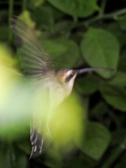 Phaethornis mexicanus