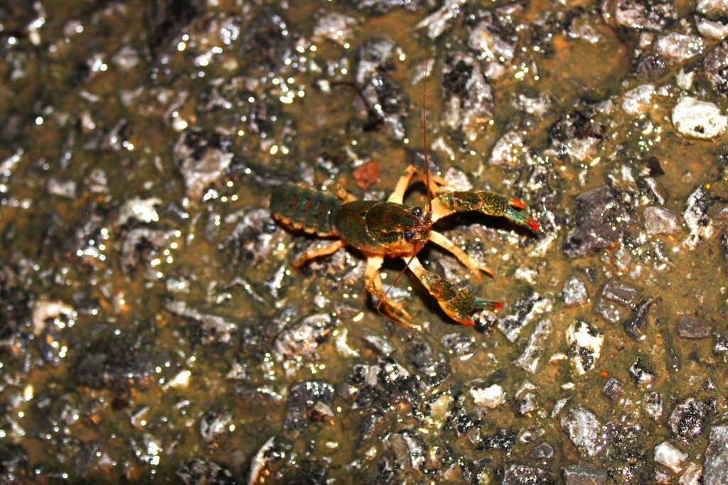 Mudbug Side View Paintedhand Mudbug in June 2025 by Dominic. I believe so. A young one ...