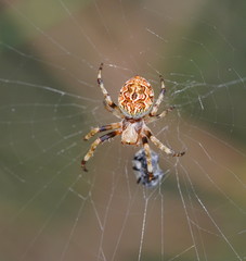 Salsa brisbanae