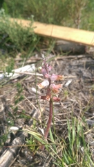 Lachenalia variegata