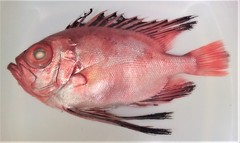 Cookeolus japonicus