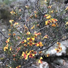 Dillwynia ramosissima