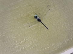 Diplacodes trivialis