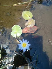 Nymphaea