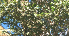 Geothlypis trichas