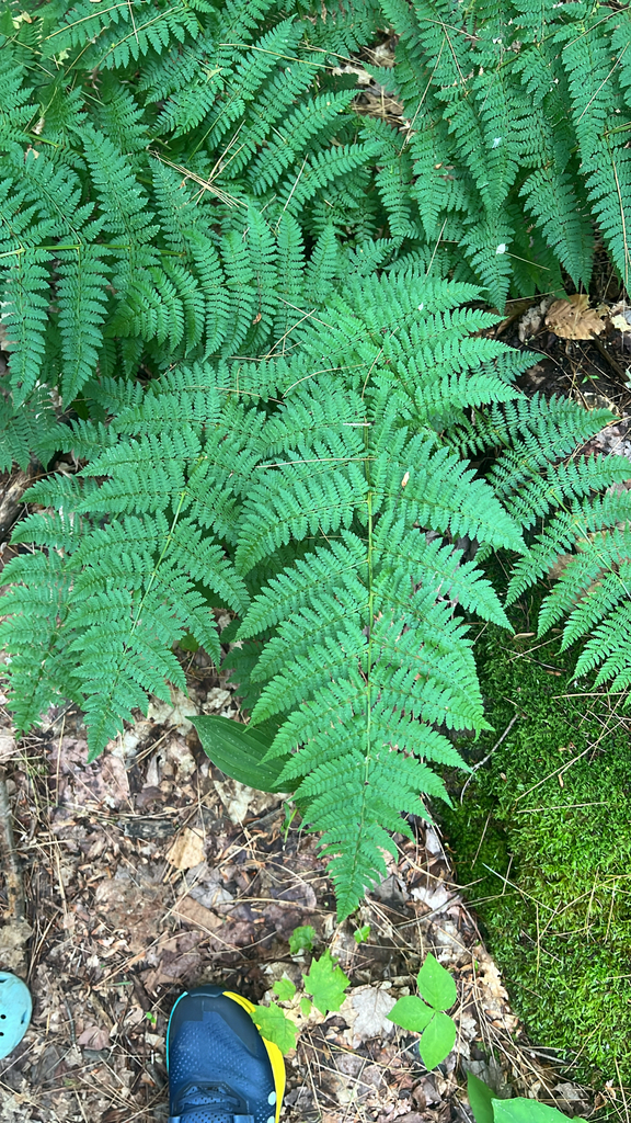 intermediate wood fern