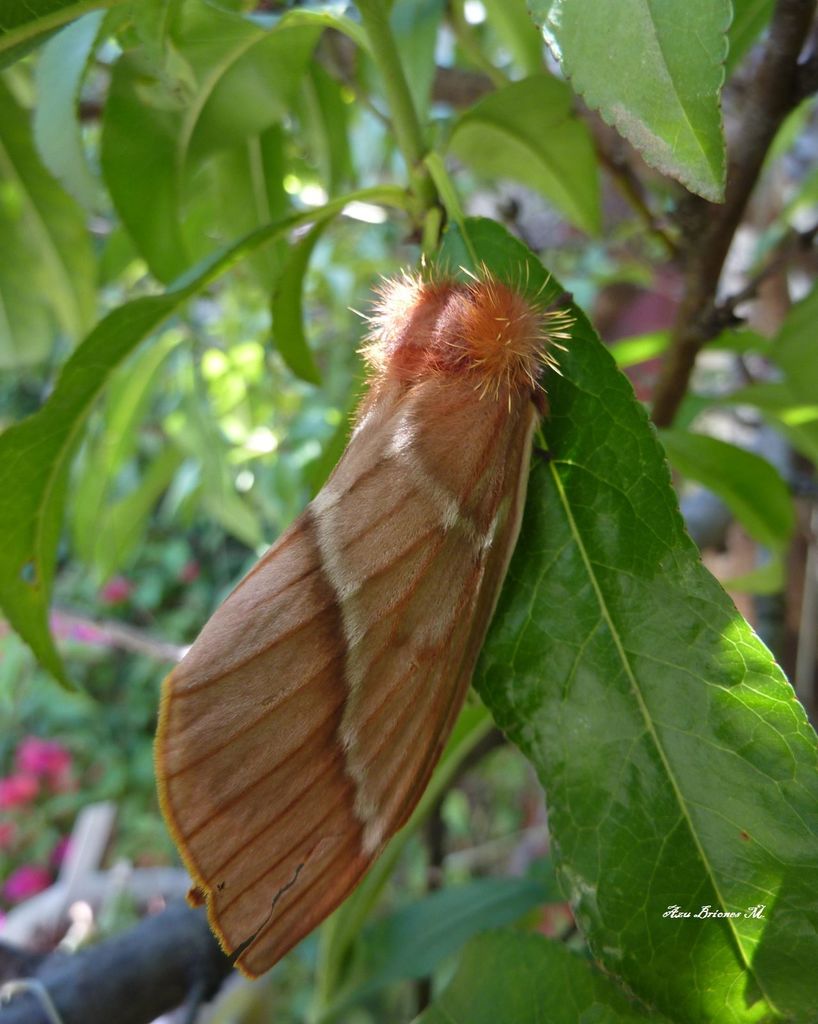 Lemaireodirphia albida