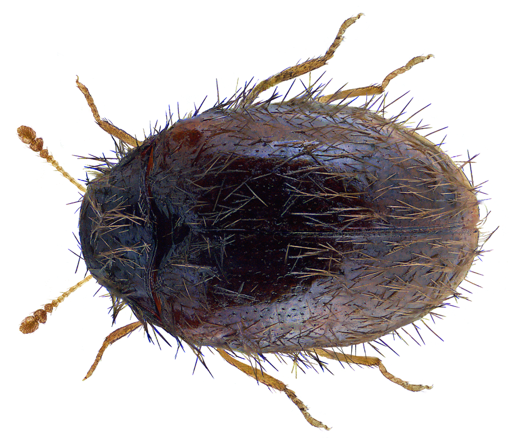 Trinodes hirtus