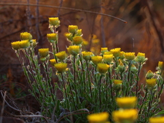 Helichrysum aureum