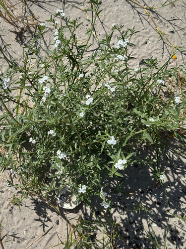 Coastal plain heliotrope (Euploca racemosa)
