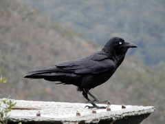 Corvus tasmanicus