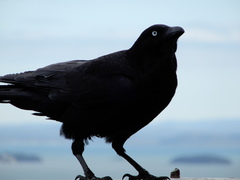 Corvus tasmanicus