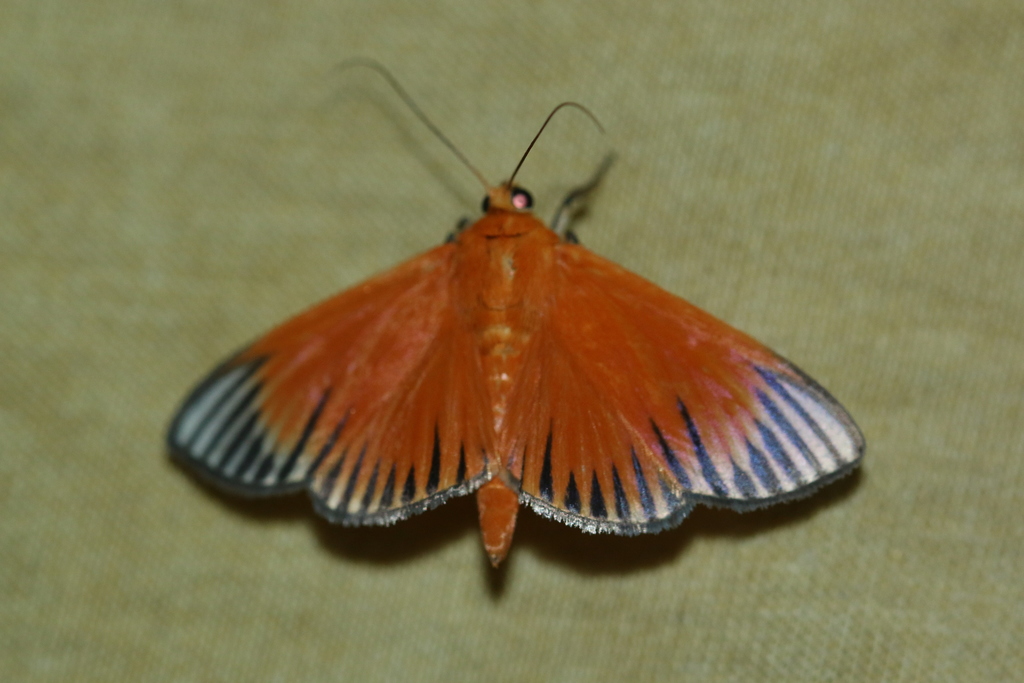 Phostria mapetalis