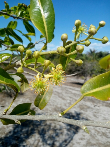 Rhopalocarpus similis