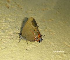 Electrostrymon guzanta