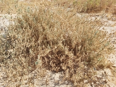 Aeluropus lagopoides