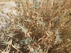 Aeluropus lagopoides