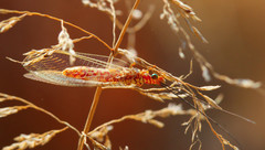 Italochrysa impar