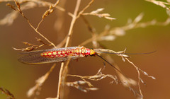 Italochrysa impar