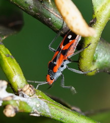 Melanerythrus mactans