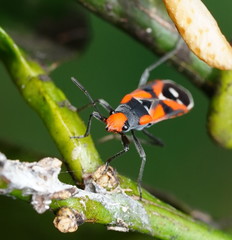 Melanerythrus mactans