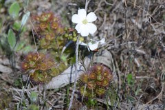 Drosera stolonifera