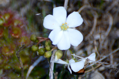 Drosera stolonifera