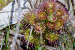 Drosera stolonifera