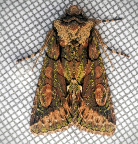 Green-brindled Crescent
