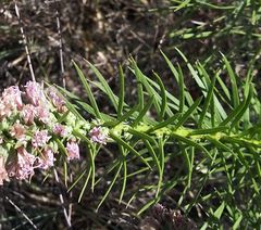 Liatris glandulosa