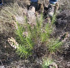 Liatris glandulosa