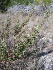 Brickellia cylindracea