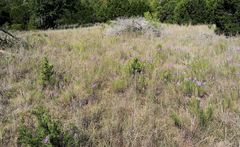 Liatris glandulosa