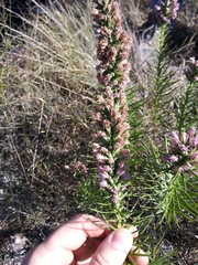 Liatris glandulosa