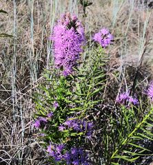 Liatris glandulosa