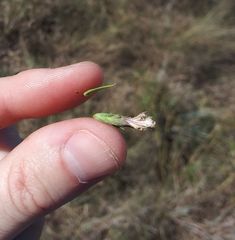 Liatris glandulosa