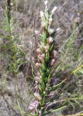 Liatris glandulosa