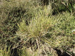 Carmichaelia australis