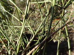 Carmichaelia australis