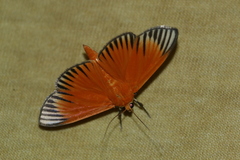 Phostria mapetalis