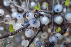 Coprosma propinqua propinqua