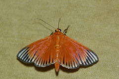 Phostria mapetalis